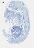 Anti-SOX-9 Antibody, clone 2B10, ZooMAb&#174; Rabbit Monoclonal recombinant, expressed in HEK 293 cells