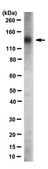 Anti-Integrin &#946;1 Antibody, clone N29 clone N29, Chemicon&#174;, from mouse