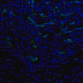 Anti-PBK antibody produced in rabbit affinity isolated antibody, buffered aqueous glycerol solution