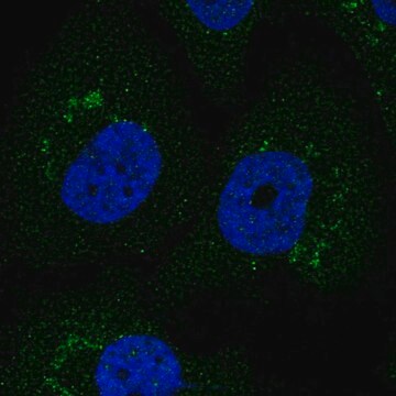 Anti-F3 antibody produced in rabbit Prestige Antibodies&#174; Powered by Atlas Antibodies, affinity isolated antibody