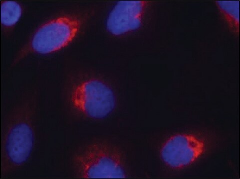 Anti-EFNB2 (Ab-330) antibody produced in rabbit affinity isolated antibody