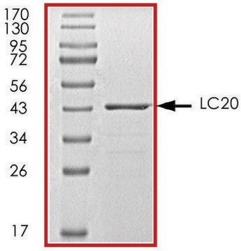 LC20, GST tagged from mouse recombinant, expressed in E. coli, &#8805;70% (SDS-PAGE), buffered aqueous glycerol solution