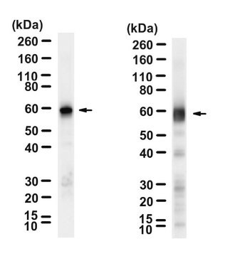 Anti-Luciferase Antibody, clone 1D20 ZooMAb&#174; Rabbit Monoclonal recombinant, expressed in HEK 293 cells