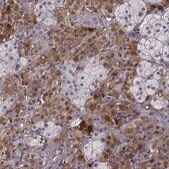 Anti-PNMT antibody produced in rabbit Prestige Antibodies&#174; Powered by Atlas Antibodies, affinity isolated antibody, buffered aqueous glycerol solution