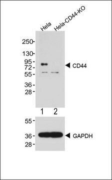 [KO Validated]Anti-CD44 antibody produced in rabbit [Knockout Validated],purified polyclonal antibody, buffered aqueous solution