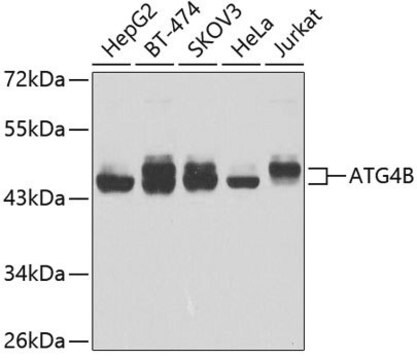 Anti-ATG4B antibody produced in rabbit