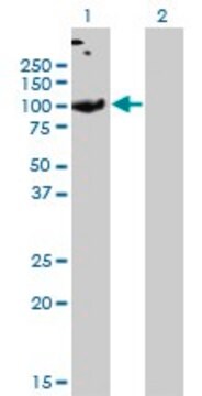 Monoclonal Anti-SLC26A2 antibody produced in mouse clone 3F6, purified immunoglobulin, buffered aqueous solution