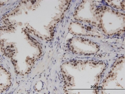 Monoclonal Anti-RBM6, (C-terminal) antibody produced in mouse clone 3E9, purified immunoglobulin, buffered aqueous solution