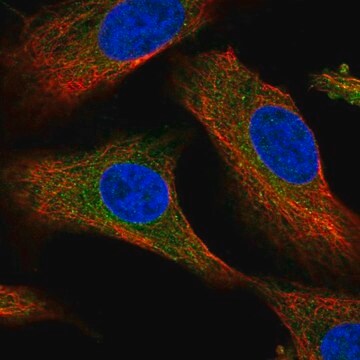 Anti-PDSS1 antibody produced in rabbit Prestige Antibodies&#174; Powered by Atlas Antibodies, affinity isolated antibody