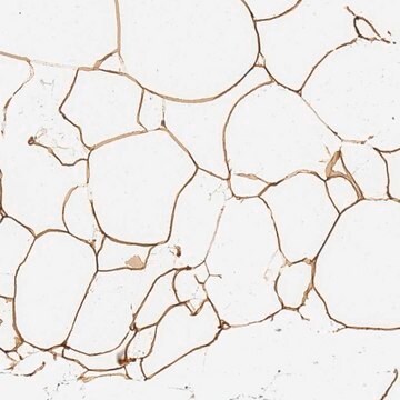 Anti-C19orf12 antibody produced in rabbit Prestige Antibodies&#174; Powered by Atlas Antibodies, affinity isolated antibody, buffered aqueous glycerol solution