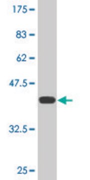 Monoclonal Anti-HECW2 antibody produced in mouse clone 1A3, purified immunoglobulin, buffered aqueous solution