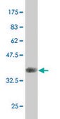 ANTI-AKT2 antibody produced in mouse clone 1D9, purified immunoglobulin, buffered aqueous solution