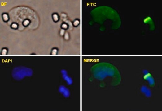 Monoclonal Anti-TCF8 antibody produced in mouse clone 4C4, purified immunoglobulin, buffered aqueous solution