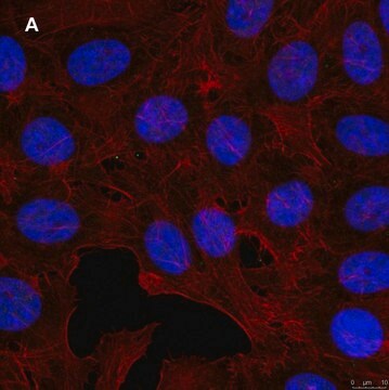 Anti-GST Antibody, clone 5B8 , ZooMAb&#174; Rabbit Monoclonal recombinant, expressed in HEK 293 cells