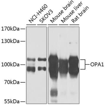 Anti-OPA1 antibody produced in rabbit