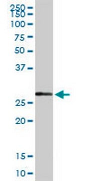 Anti-NQO1 Rabbit pAb liquid, Calbiochem&#174;