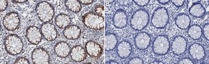 Anti-RET Antibody, clone 2K12 ZooMAb&#174; Rabbit Monoclonal recombinant, expressed in HEK 293 cells