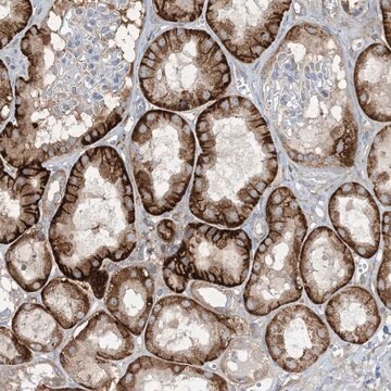 Anti-AOC1 antibody produced in rabbit Prestige Antibodies&#174; Powered by Atlas Antibodies, affinity isolated antibody, buffered aqueous glycerol solution