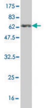 Monoclonal Anti-ANXA3 antibody produced in mouse clone 4F1, purified immunoglobulin, buffered aqueous solution