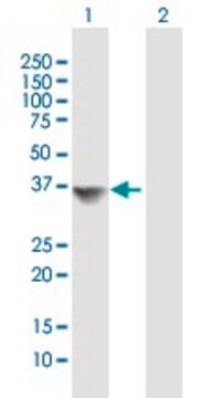 Anti-MRPL19 antibody produced in mouse purified immunoglobulin, buffered aqueous solution