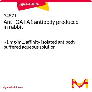 Anti-GATA1 antibody produced in rabbit ~1&#160;mg/mL, affinity isolated antibody, buffered aqueous solution