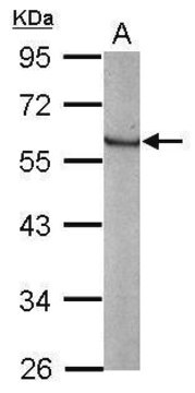 Anti-KLF4 antibody produced in rabbit