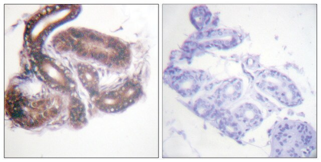 Anti-HDAC3 antibody produced in rabbit affinity isolated antibody