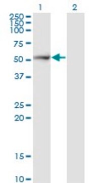 Monoclonal Anti-PSMD5 antibody produced in mouse clone 1H7, purified immunoglobulin, buffered aqueous solution