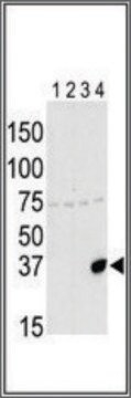 Anti-Aurora-C (N-term G11) antibody produced in rabbit IgG fraction of antiserum, buffered aqueous solution