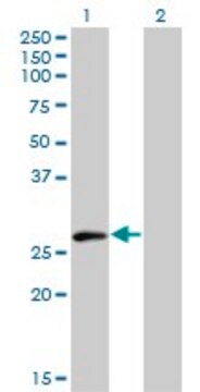 Monoclonal Anti-ELF5 antibody produced in mouse clone 3D10, purified immunoglobulin, buffered aqueous solution