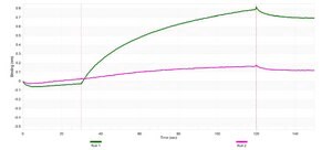 Anti-p-PKC&#946; (Ser660) Antibody, clone 2C11 ZooMAb&#174; Rabbit Monoclonal recombinant, expressed in HEK 293 cells