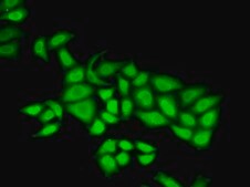 Anti-POLE3 antibody produced in rabbit