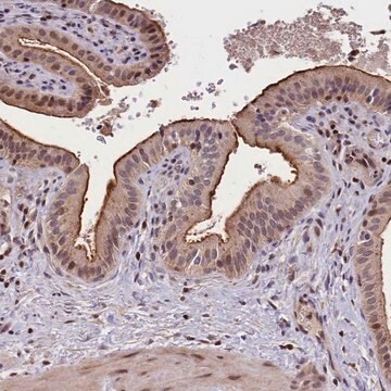 Anti-ATG101 antibody produced in rabbit Prestige Antibodies&#174; Powered by Atlas Antibodies, affinity isolated antibody, buffered aqueous glycerol solution