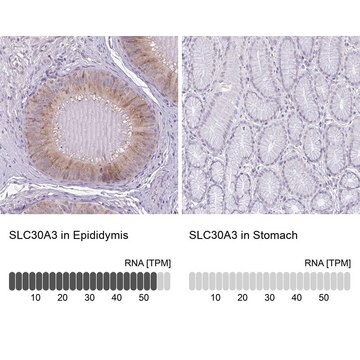 Anti-SLC30A3 antibody produced in rabbit Prestige Antibodies&#174; Powered by Atlas Antibodies, affinity isolated antibody, buffered aqueous glycerol solution