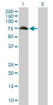 Anti-GYG2 antibody produced in rabbit purified immunoglobulin, buffered aqueous solution