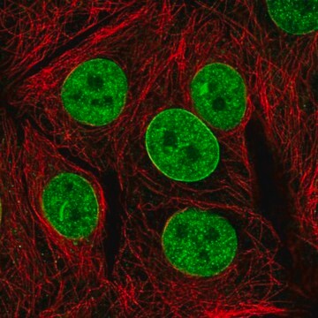 Anti-TAF3 antibody produced in rabbit Prestige Antibodies&#174; Powered by Atlas Antibodies, affinity isolated antibody