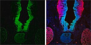 Anti-SOX2 antibody produced in rabbit