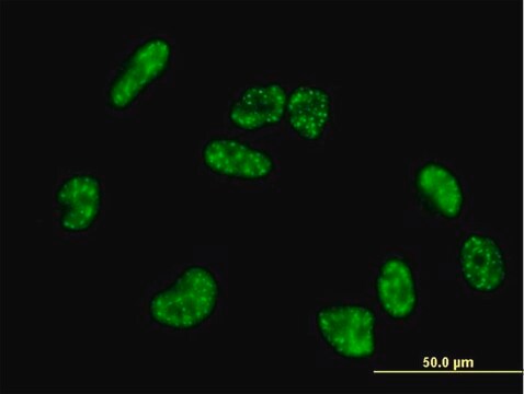 Anti-HIF3A antibody produced in mouse purified immunoglobulin, buffered aqueous solution