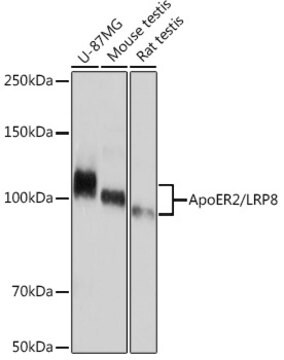 Anti-ApoER2/LRP8 Antibody, clone 0V1R8, Rabbit Monoclonal