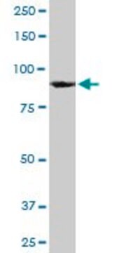 Monoclonal Anti-HNRNPU antibody produced in mouse clone 4G11, purified immunoglobulin, buffered aqueous solution