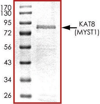 KAT8 (2-467), GST tagged human recombinant, expressed in baculovirus infected Sf9 cells, &#8805;70% (SDS-PAGE), buffered aqueous glycerol solution