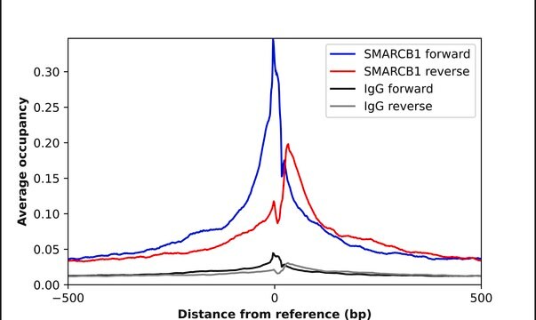 Anti-SMARCB1 antibody produced in rabbit Prestige Antibodies&#174; Powered by Atlas Antibodies, affinity isolated antibody, buffered aqueous glycerol solution
