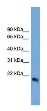 Anti-IFNB1 antibody produced in rabbit affinity isolated antibody