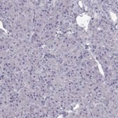 Anti-CREB3L3 antibody produced in rabbit Prestige Antibodies&#174; Powered by Atlas Antibodies, affinity isolated antibody, buffered aqueous glycerol solution