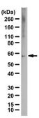 Anti-Substance P Receptor Antibody Chemicon&#174;, from guinea pig