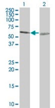 ANTI-TUBA1 antibody produced in mouse clone 2A11, purified immunoglobulin, buffered aqueous solution