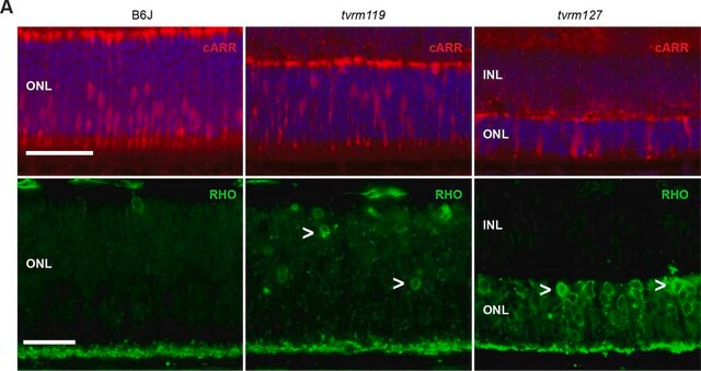 Anti-Rhodopsin Antibody, CT, last 9 amino acids, clone Rho 1D4 clone Rho 1D4, Chemicon&#174;, from mouse