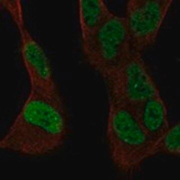 Anti-SSBP2 antibody produced in rabbit Prestige Antibodies&#174; Powered by Atlas Antibodies, affinity isolated antibody, buffered aqueous glycerol solution