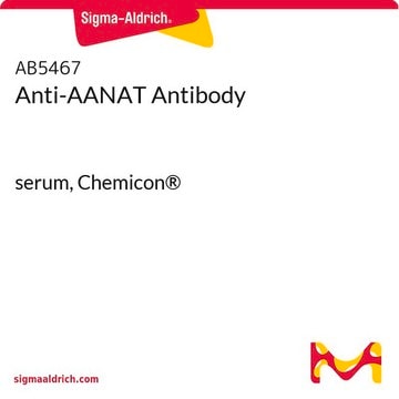 Anti-AANAT Antibody serum, Chemicon&#174;