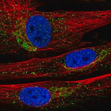 Anti-INMT antibody produced in rabbit Prestige Antibodies&#174; Powered by Atlas Antibodies, affinity isolated antibody